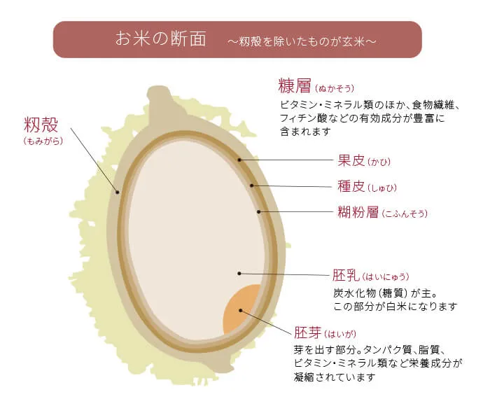 お米の断面